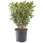 2.25 Gal. Ligustrum Recurvifolium