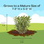 2.25 Gal. Ligustrum Recurvifolium