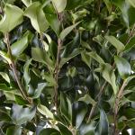 2.25 Gal. Ligustrum Recurvifolium