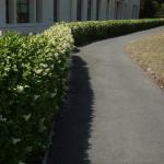 2.25 Gal. Ligustrum Recurvifolium