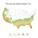 2.25 Gal. Ligustrum Recurvifolium