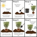 2.25 Gal. Ligustrum Recurvifolium