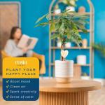Costa Farms Money Tree Live Plant in Decorative Pot, Easy to Maintain, Air Purifying Braided Indoor Houseplant, Home, Room, or Office Decor, House Warming or Birthday Gift, 12-16 Inches Tall