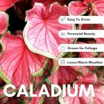 6 Crimson Sky Caladium Bulbs for Planting - Perennial Hosta, Elephant Ears, Fancy (6 Bulbs)