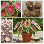 6 Crimson Sky Caladium Bulbs for Planting - Perennial Hosta, Elephant Ears, Fancy (6 Bulbs)