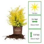 PERFECT PLANTS Sunshine Ligustrum Shrub 3 Gallon | Live Plant Perfect for Southern Climates | Bright Yellow Foliage | Dwarf Shrubs for Landscaping