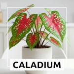 6 Crimson Sky Caladium Bulbs for Planting - Perennial Hosta, Elephant Ears, Fancy (6 Bulbs)