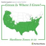 PERFECT PLANTS Sunshine Ligustrum Shrub 3 Gallon | Live Plant Perfect for Southern Climates | Bright Yellow Foliage | Dwarf Shrubs for Landscaping