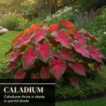 6 Crimson Sky Caladium Bulbs for Planting - Perennial Hosta, Elephant Ears, Fancy (6 Bulbs)