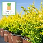 PERFECT PLANTS Sunshine Ligustrum Shrub 3 Gallon | Live Plant Perfect for Southern Climates | Bright Yellow Foliage | Dwarf Shrubs for Landscaping
