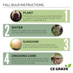 6 Crimson Sky Caladium Bulbs for Planting - Perennial Hosta, Elephant Ears, Fancy (6 Bulbs)