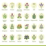 Gardening Gift for Women – 39 Medicinal Herb Seed Kit in Burlap Gift Bag, Heirloom Non-GMO Herbal Tea & Apothecary Garden Kit, Made in USA