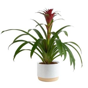 Costa Farms Bromeliad Live Plant in Decorative Pot, Flowering Indoor Houseplant, Perfect for Home, Room, or Office Decor, Great House Warming or Birthday Gift, 16-20 Inches Tall