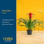 Costa Farms Bromeliad Live Plant in Decorative Pot, Flowering Indoor Houseplant, Perfect for Home, Room, or Office Decor, Great House Warming or Birthday Gift, 16-20 Inches Tall