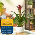 Costa Farms Bromeliad Live Plant in Decorative Pot, Flowering Indoor Houseplant, Perfect for Home, Room, or Office Decor, Great House Warming or Birthday Gift, 16-20 Inches Tall