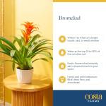 Costa Farms Bromeliad Live Plant in Decorative Pot, Flowering Indoor Houseplant, Perfect for Home, Room, or Office Decor, Great House Warming or Birthday Gift, 16-20 Inches Tall