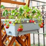 Mixrug 1500pcs Mixed Berry Seeds Kit for Planting (Strawberriy, Blueberry, Raspberry, Mulberry, Cranberry, Cherry Seeds Pack), Non-GMO Perennial Fruits Seeds, Home Garden Plants for Outdoors