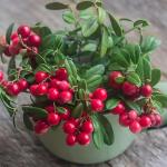 Mixrug 1500pcs Mixed Berry Seeds Kit for Planting (Strawberriy, Blueberry, Raspberry, Mulberry, Cranberry, Cherry Seeds Pack), Non-GMO Perennial Fruits Seeds, Home Garden Plants for Outdoors