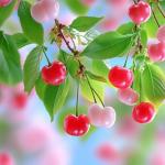 Mixrug 1500pcs Mixed Berry Seeds Kit for Planting (Strawberriy, Blueberry, Raspberry, Mulberry, Cranberry, Cherry Seeds Pack), Non-GMO Perennial Fruits Seeds, Home Garden Plants for Outdoors