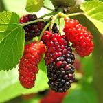 Mixrug 1500pcs Mixed Berry Seeds Kit for Planting (Strawberriy, Blueberry, Raspberry, Mulberry, Cranberry, Cherry Seeds Pack), Non-GMO Perennial Fruits Seeds, Home Garden Plants for Outdoors