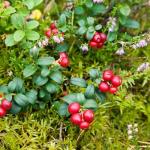 Mixrug 1500pcs Mixed Berry Seeds Kit for Planting (Strawberriy, Blueberry, Raspberry, Mulberry, Cranberry, Cherry Seeds Pack), Non-GMO Perennial Fruits Seeds, Home Garden Plants for Outdoors