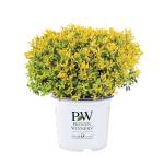 2 Gal. Proven Winners Glow Pop Holly Shrub