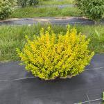 2 Gal. Proven Winners Glow Pop Holly Shrub