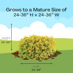 2 Gal. Proven Winners Glow Pop Holly Shrub