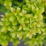 2 Gal. Proven Winners Glow Pop Holly Shrub