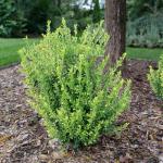 2 Gal. Proven Winners Glow Pop Holly Shrub