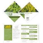 2 Gal. Proven Winners Glow Pop Holly Shrub