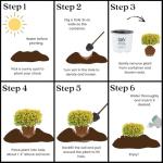 2 Gal. Proven Winners Glow Pop Holly Shrub