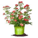 Coral Drift 1 Gallon