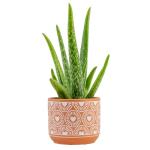 Costa Farms Aloe Vera Live Plant in Decorative Pot, Easy to Maintain, Air Purifying Succulent Indoor Houseplant, Home, Room, or Office Decor, House Warming or Birthday Gift, 12-18 Inches Tall