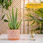 Costa Farms Aloe Vera Live Plant in Decorative Pot, Easy to Maintain, Air Purifying Succulent Indoor Houseplant, Home, Room, or Office Decor, House Warming or Birthday Gift, 12-18 Inches Tall