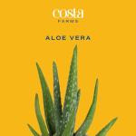 Costa Farms Aloe Vera Live Plant in Decorative Pot, Easy to Maintain, Air Purifying Succulent Indoor Houseplant, Home, Room, or Office Decor, House Warming or Birthday Gift, 12-18 Inches Tall