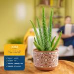 Costa Farms Aloe Vera Live Plant in Decorative Pot, Easy to Maintain, Air Purifying Succulent Indoor Houseplant, Home, Room, or Office Decor, House Warming or Birthday Gift, 12-18 Inches Tall