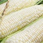 Ohio Heirloom Silver Queen Sweet Corn Seeds - Planting Excellence with 50+ Premium Seeds for Your Garden, Non-GMO, and USDA Certified - Start Growing Today!