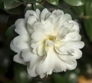 October Magic Ivory Camellia Plant, 1 Gallon, White Flowering Shrub, 4-5 ft Mature Size
