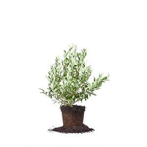 Perfect Plants Premier Blueberry Bush 1 Gallon | Live Plant for Outdoor Planting | Low Maintenance | Delicious Edible Blue Berry Fruit Tree