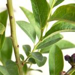 Perfect Plants Premier Blueberry Bush 1 Gallon | Live Plant for Outdoor Planting | Low Maintenance | Delicious Edible Blue Berry Fruit Tree