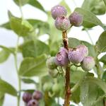 Perfect Plants Premier Blueberry Bush 1 Gallon | Live Plant for Outdoor Planting | Low Maintenance | Delicious Edible Blue Berry Fruit Tree