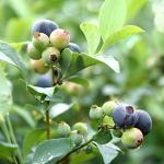Perfect Plants Premier Blueberry Bush 1 Gallon | Live Plant for Outdoor Planting | Low Maintenance | Delicious Edible Blue Berry Fruit Tree