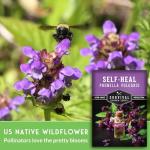 Self-Heal Seeds for Planting - Prunella Vulgaris (All-Heal, Selfheal) Hardy Perennial Ground Cover & Pollinator Wildflower, Non-GMO Heirloom Herb - Survival Garden Seeds (2 Packs)
