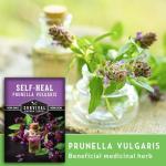Self-Heal Seeds for Planting - Prunella Vulgaris (All-Heal, Selfheal) Hardy Perennial Ground Cover & Pollinator Wildflower, Non-GMO Heirloom Herb - Survival Garden Seeds (2 Packs)