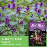 Self-Heal Seeds for Planting - Prunella Vulgaris (All-Heal, Selfheal) Hardy Perennial Ground Cover & Pollinator Wildflower, Non-GMO Heirloom Herb - Survival Garden Seeds (2 Packs)