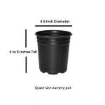 Eastern Snowball Bush ( Viburnum ) - Live Plant - Quart Pot