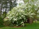 Eastern Snowball Bush ( Viburnum ) - Live Plant - Quart Pot