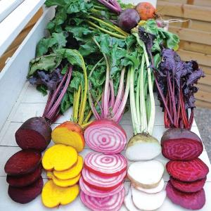 Park Seed Sow Effortless Collection Seed Tape – Rainbow Mix Beet, 15 Feet – Easy Planting, 5 Distinct Gourmet Varieties, Colorful Roots & Greens, Cool-Weather Crop, No Thinning, 50–55 Days to Maturity