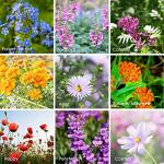 Wildflower Seeds Bulk, 2 Oz. 80,000+ Seeds – Butterfly & Hummingbird Mix with 23 Non-GMO Varieties – Pollinator Flower Seed for Planting